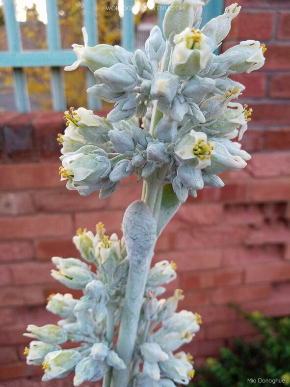 Flowers of Kalanchoe luciae, commonly known as Paddle Plant or Flapjack
