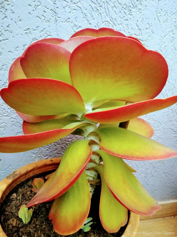 Kalanchoe luciae, commonly known as Paddle Plant or Flapjack
