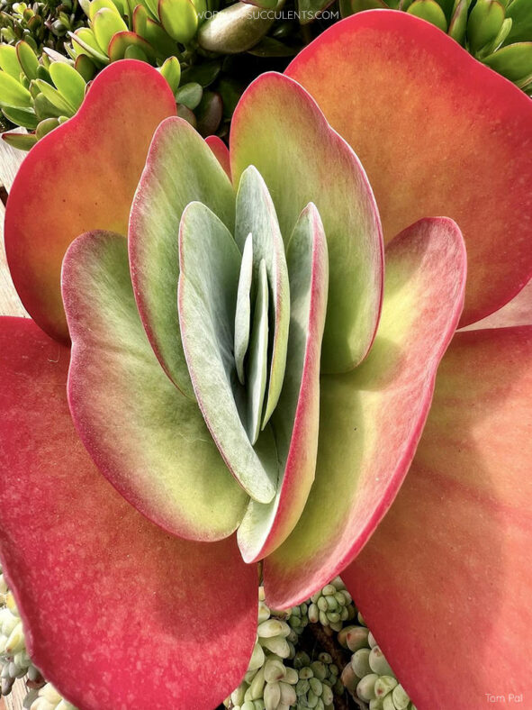 Kalanchoe luciae, commonly known as Paddle Plant or Flapjack