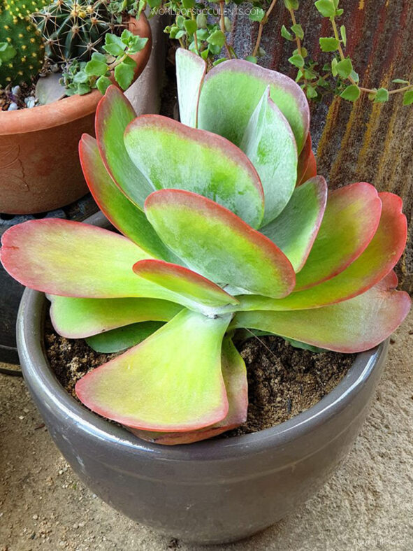 Kalanchoe luciae, commonly known as Paddle Plant or Flapjack