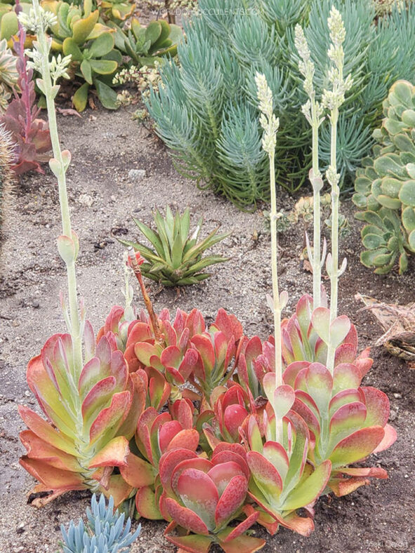 Inflorescences of Kalanchoe luciae, commonly known as Paddle Plant or Flapjack