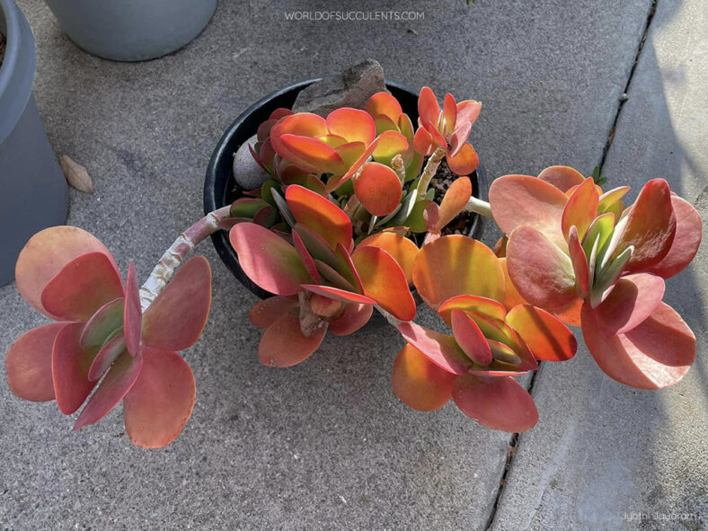 Kalanchoe luciae, commonly known as Paddle Plant or Flapjack