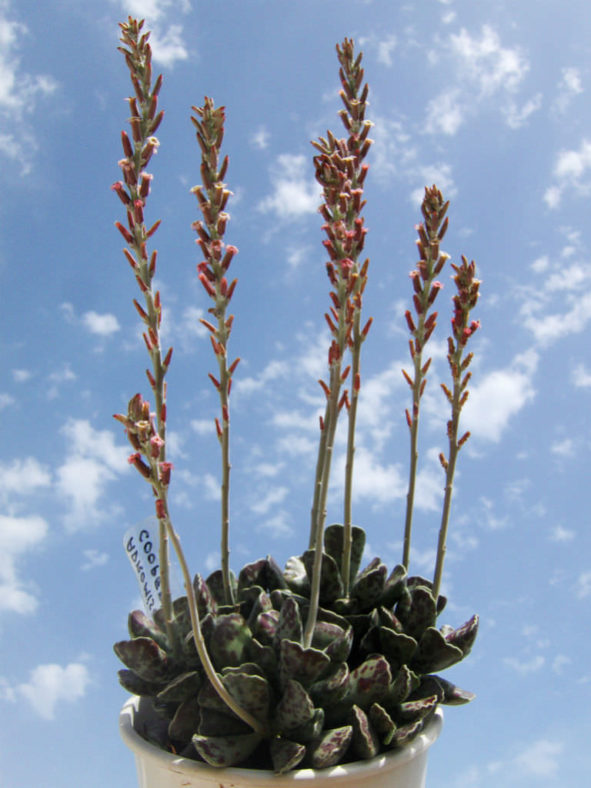 Adromischus cooperi (Plover Eggs Plant)