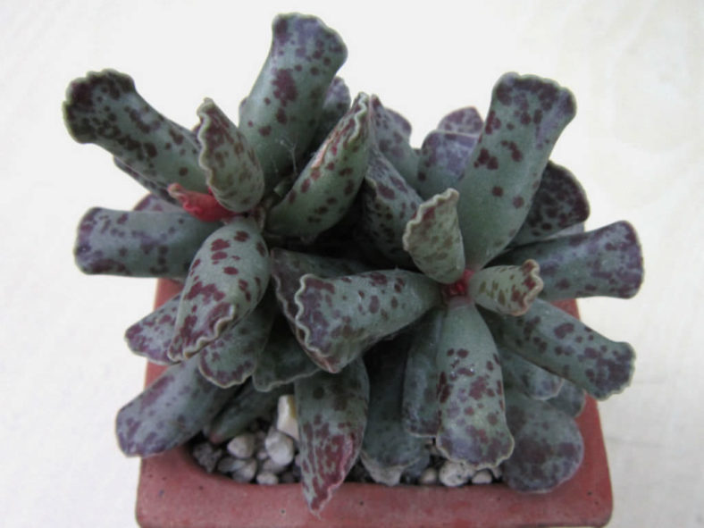 Adromischus cooperi (Plover Eggs Plant)