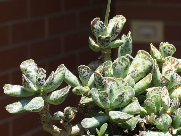 Adromischus cooperi (Plover Eggs Plant)