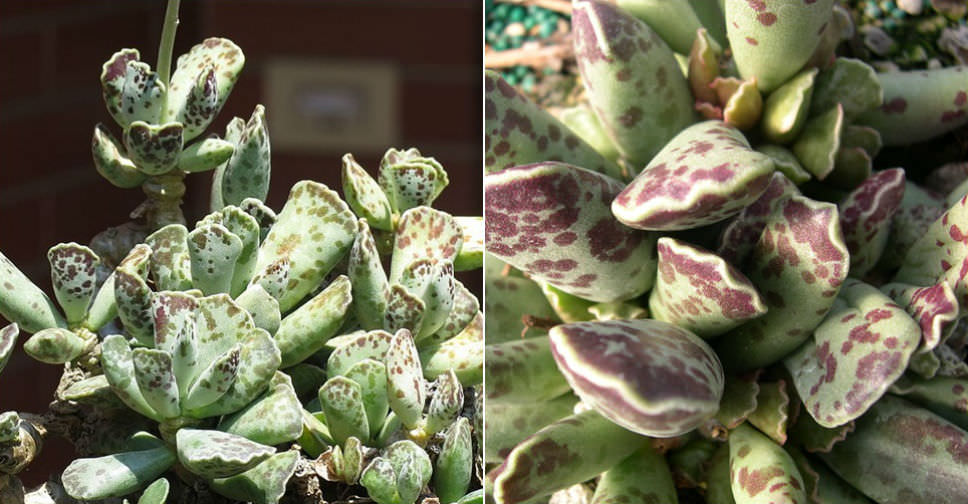 Adromischus cooperi (Plover Eggs Plant) World of Succulents