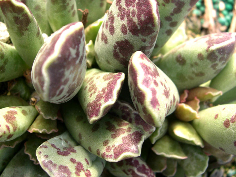 Adromischus cooperi (Plover Eggs Plant)