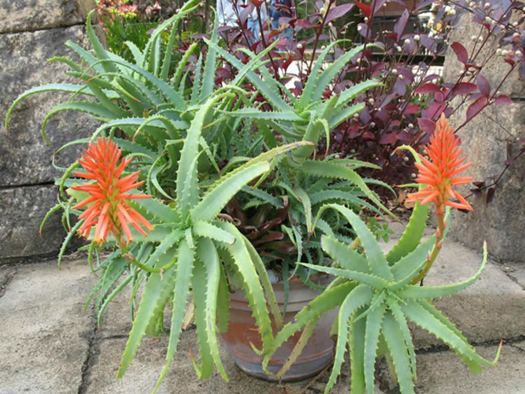 Aloe arborescens (Torch Aloe)