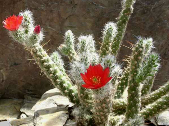 Austrocylindropuntia vestita (Old Man Opuntia)