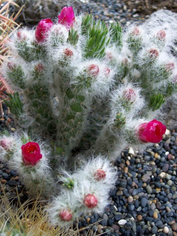 Austrocylindropuntia vestita (Old Man Opuntia)