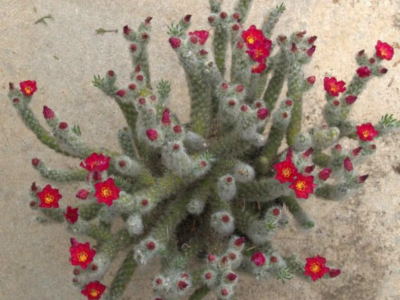 Austrocylindropuntia vestita (Old Man Opuntia)