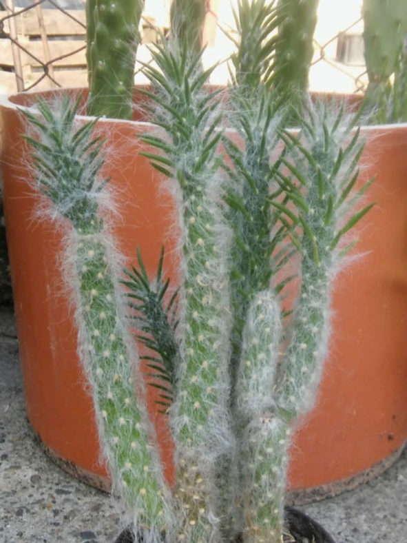 Austrocylindropuntia vestita (Old Man Opuntia)