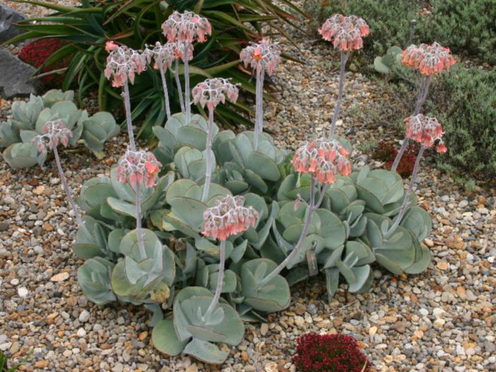 Cotyledon orbiculata (Pig's Ear)