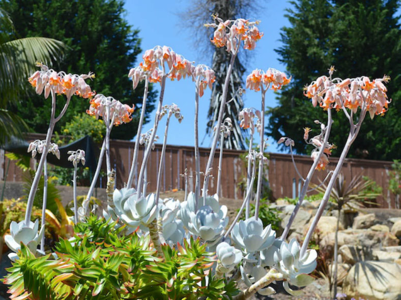 Cotyledon orbiculata (Pig's Ear)
