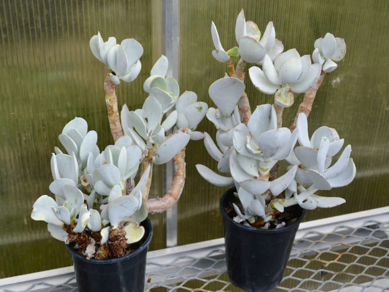 Cotyledon orbiculata (Pig's Ear)