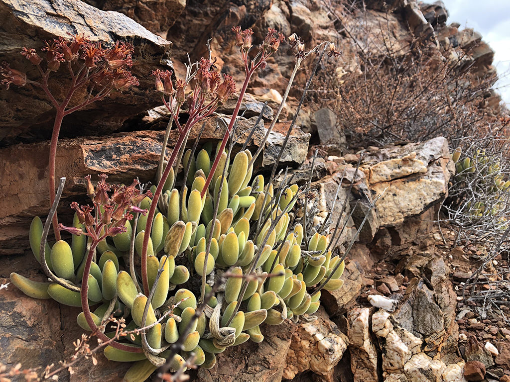 Cotyledon tomentosa subsp. ladismithiensis