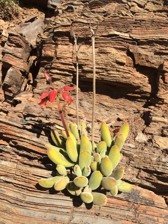 Cotyledon tomentosa subsp. ladismithiensis