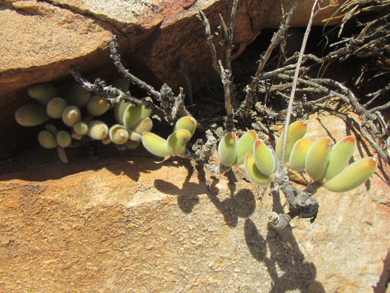 Cotyledon tomentosa subsp. ladismithiensis