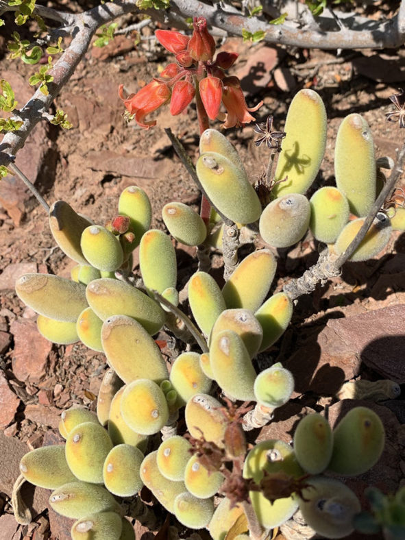 Cotyledon tomentosa subsp. ladismithiensis