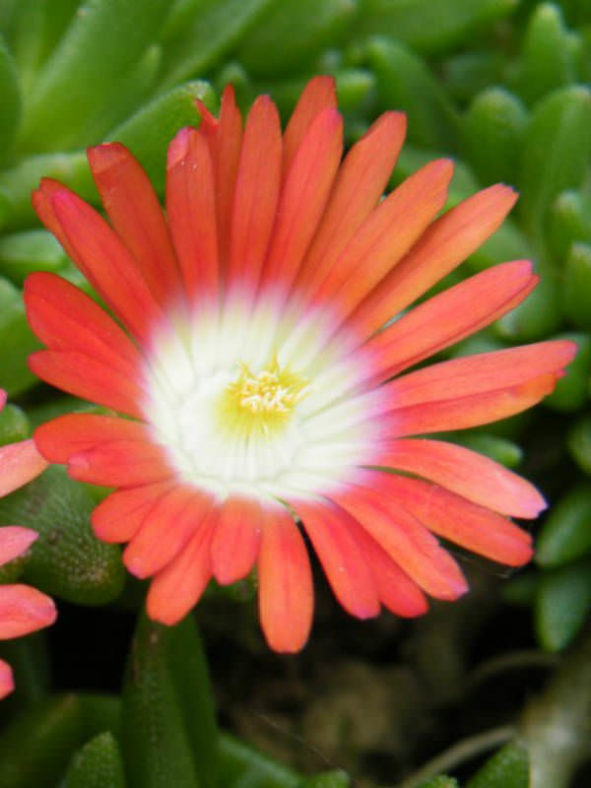 Delosperma dyeri - Ice Plant