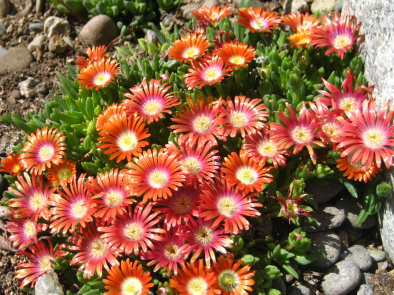 Delosperma dyeri - Ice Plant