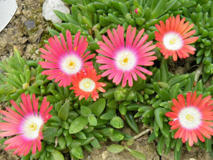 Delosperma dyeri - Ice Plant