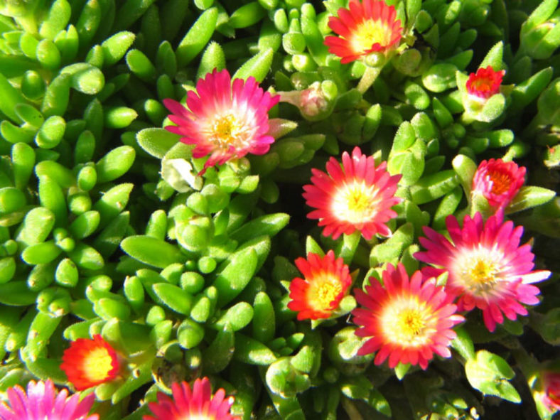 Delosperma dyeri - Ice Plant