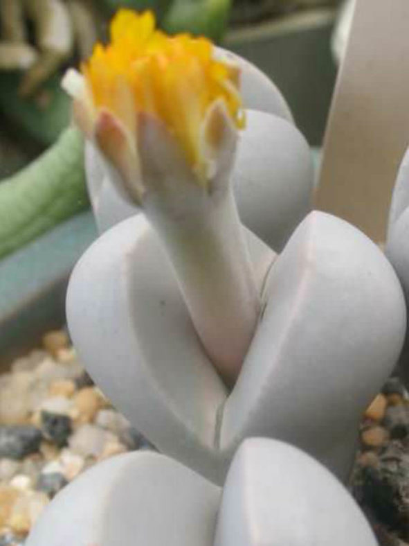 Dinteranthus microspermus - Stone Plant, Living Stone
