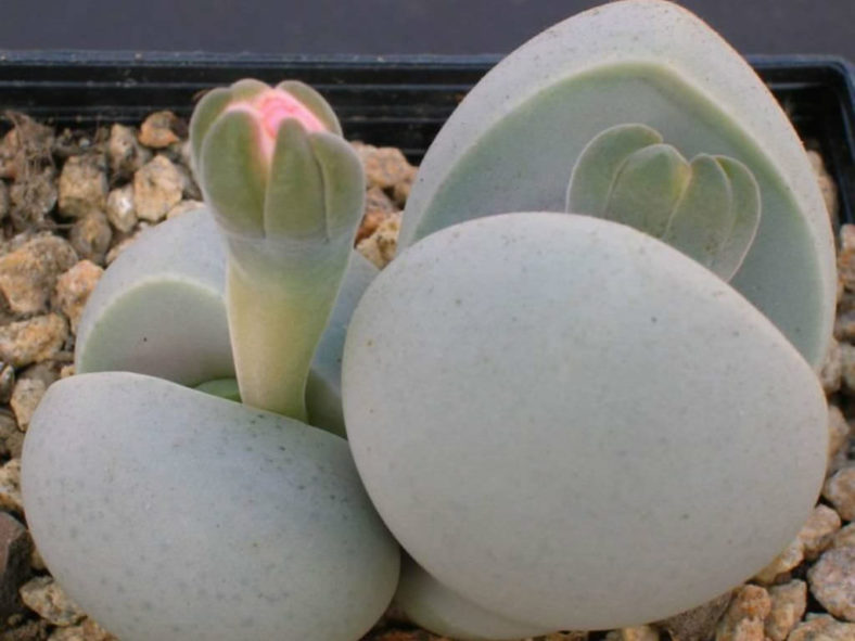 Dinteranthus microspermus - Stone Plant