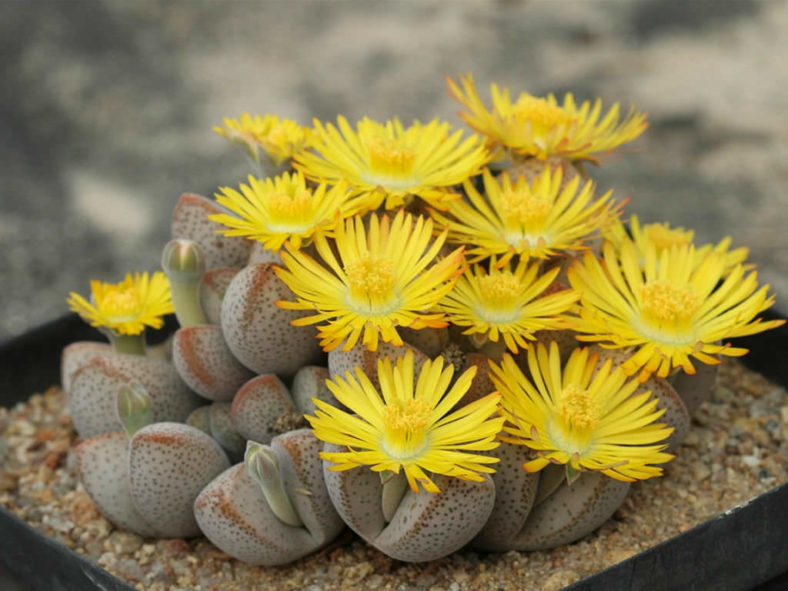 Dinteranthus microspermus subsp. puberulus (Stone Plant)