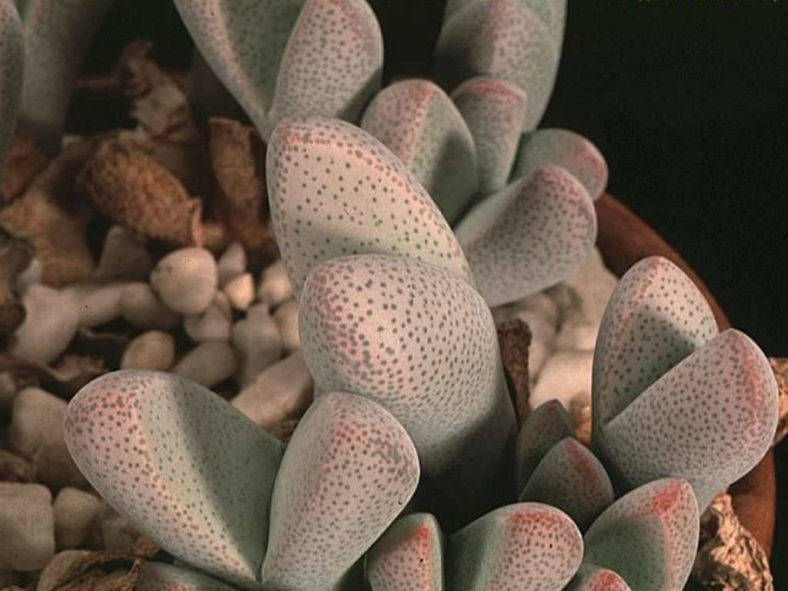 Dinteranthus microspermus subsp. puberulus (Stone Plant)