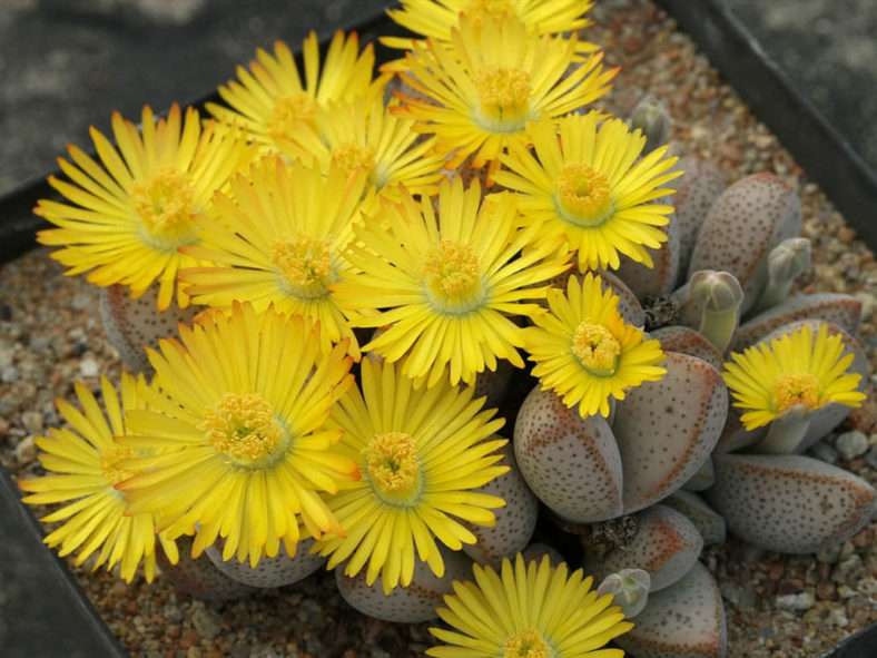 Dinteranthus microspermus subsp. puberulus (Stone Plant)