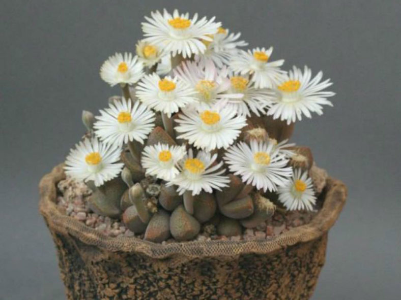 Dinteranthus microspermus subsp. puberulus (Stone Plant)