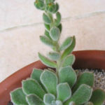 Echeveria setosa - Mexican Firecracker | World of Succulents