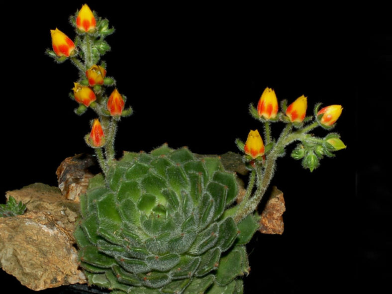Echeveria setosa (Mexican Firecracker)