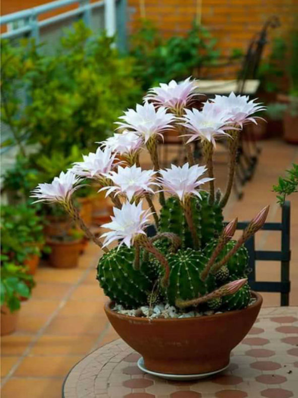 Echinopsis oxygona (Easter Lily Cactus)