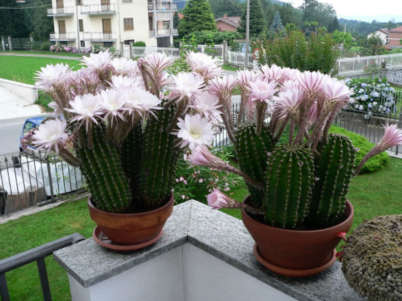 Echinopsis oxygona (Easter Lily Cactus)