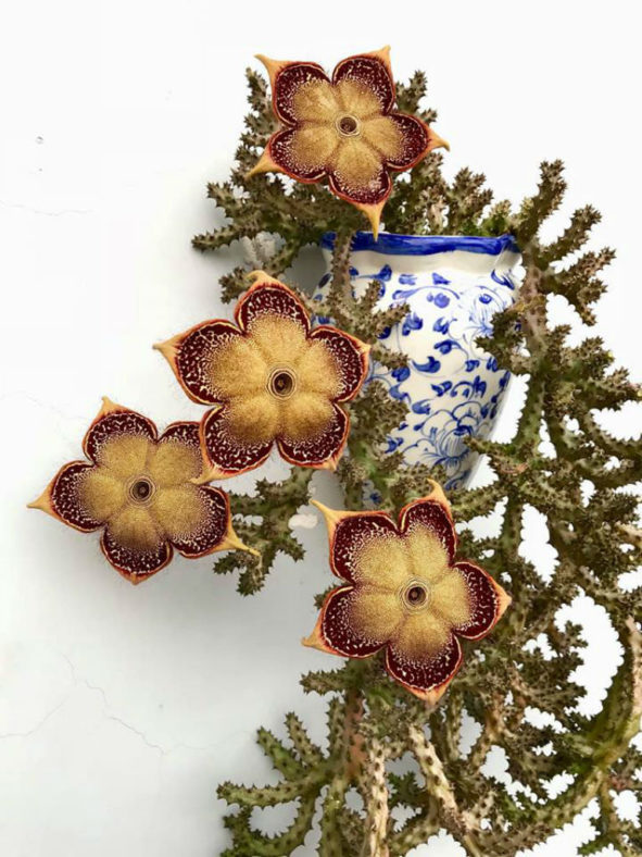 Edithcolea grandis (Persian Carpet Flower)
