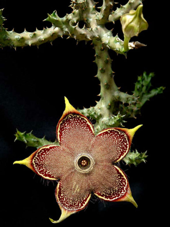 Edithcolea grandis (Persian Carpet Flower)