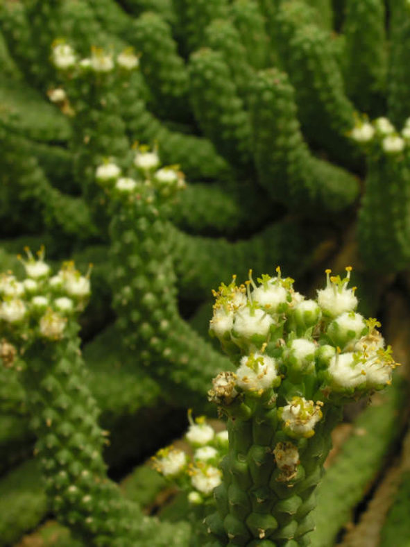 Euphorbia esculenta (The True "Vingerpol")