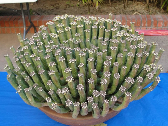 Euphorbia esculenta (The True "Vingerpol")