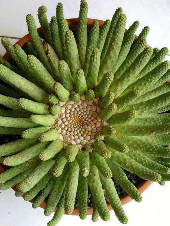 Euphorbia esculenta (The True "Vingerpol")