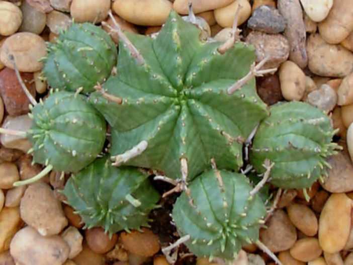 Euphorbia meloformis (Melon Spurge)