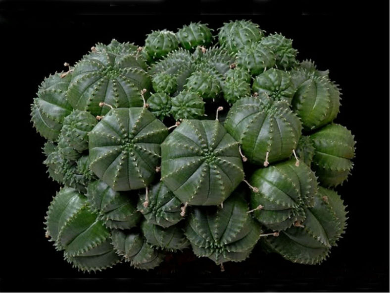 Euphorbia meloformis (Melon Spurge)
