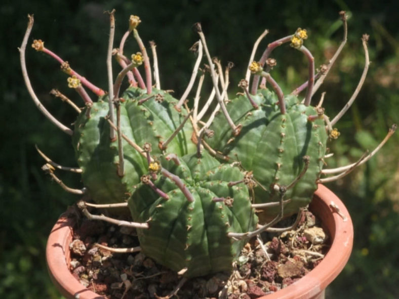 Euphorbia meloformis (Melon Spurge)