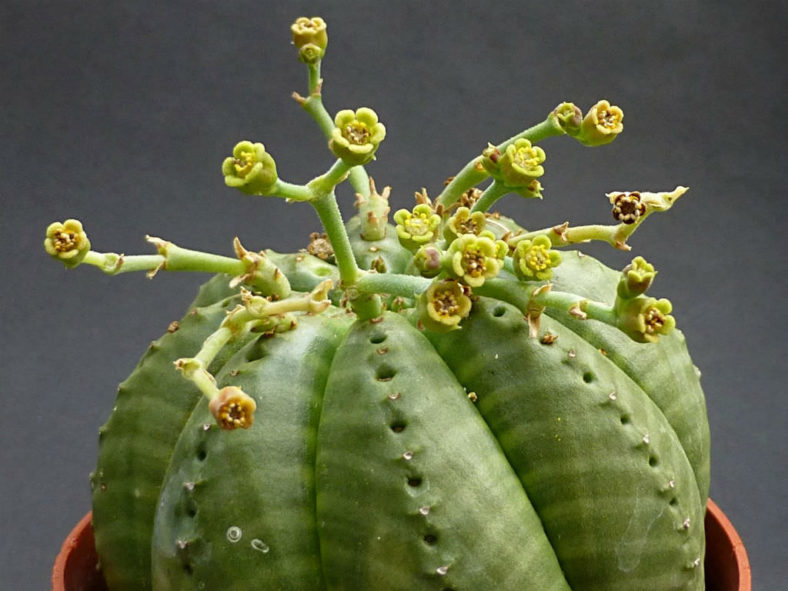Euphorbia meloformis (Melon Spurge)