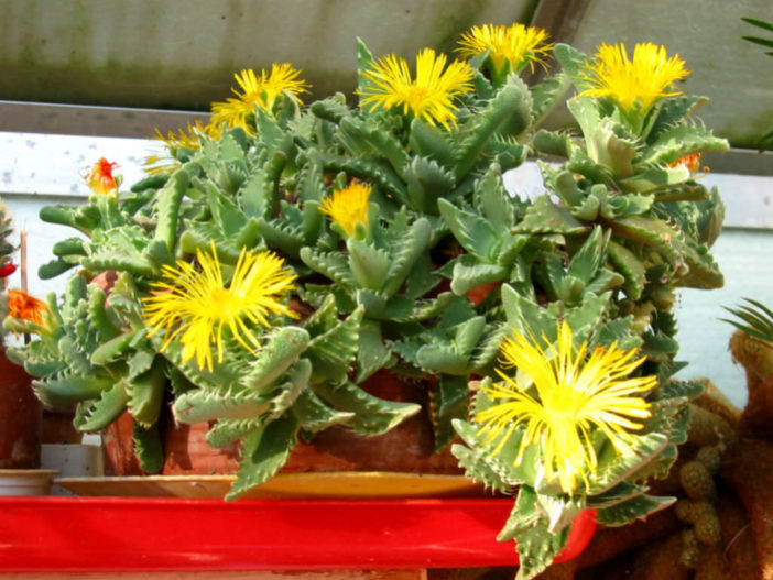 Faucaria tigrina (Tiger's Jaw)