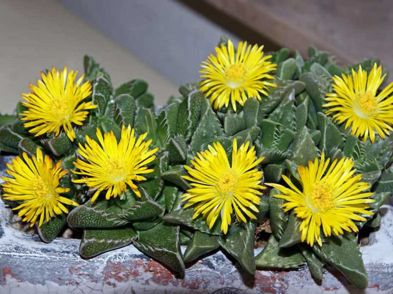 Faucaria tigrina (Tiger's Jaw)