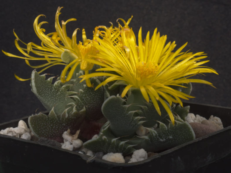 Faucaria tigrina (Tiger's Jaw)