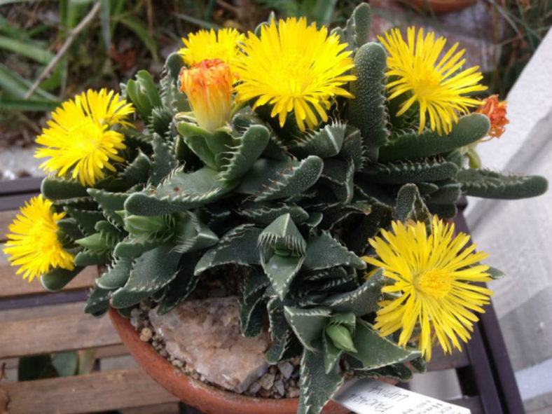 Faucaria tigrina (Tiger's Jaw)